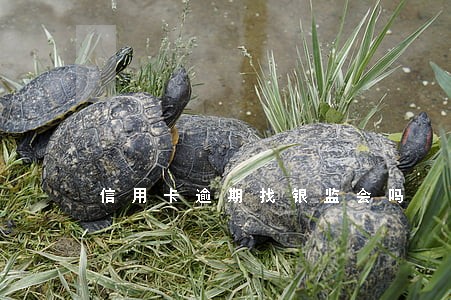 信用卡逾期找银监会吗 信用卡逾期找银监会吗
