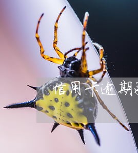 信用卡逾期承担什么责任 信用卡逾期承担什么责任