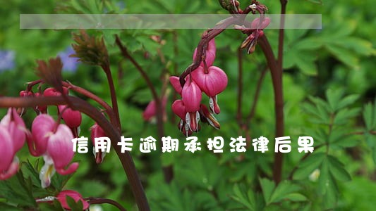 信用卡逾期承担法律后果