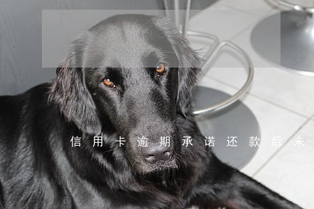 信用卡逾期承诺还款后未还