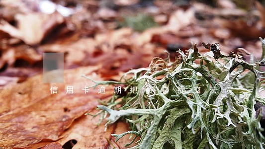 信用卡逾期把资料提交法院 信用卡逾期把资料提交法院