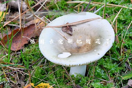 信用卡逾期把钱还了 信用卡逾期把钱还了