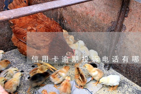 信用卡逾期投诉电话有哪些 信用卡逾期投诉电话有哪些