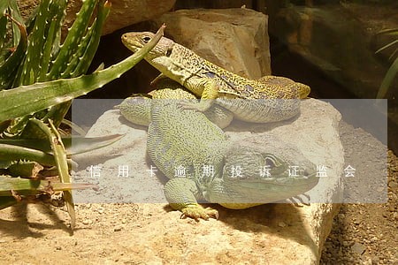 信用卡逾期投诉证监会 信用卡逾期投诉证监会
