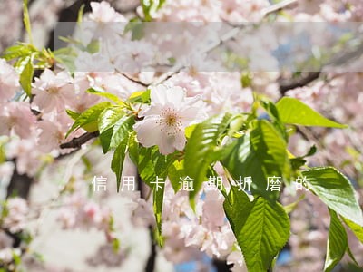信用卡逾期折磨的 信用卡逾期折磨的