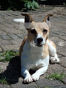 信用卡逾期报废不能还款
