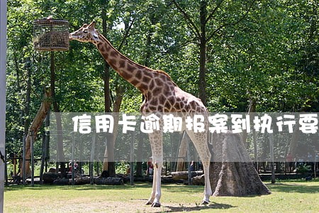 信用卡逾期报案到执行要多久