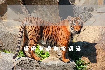 信用卡逾期报案涵 信用卡逾期报案涵