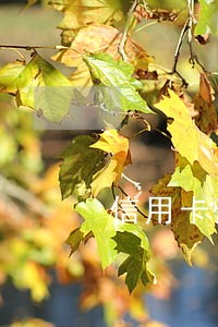 信用卡逾期报案还不起 信用卡逾期报案还不起