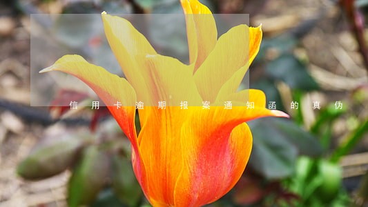 信用卡逾期报案通知函的真伪 信用卡逾期报案通知函的真伪