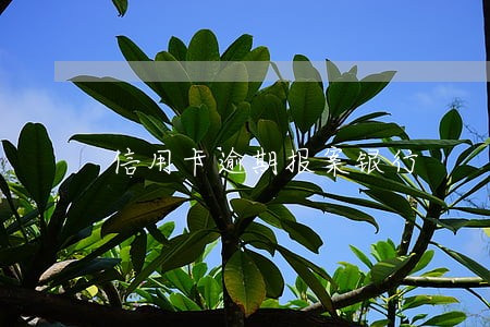 信用卡逾期报案银行