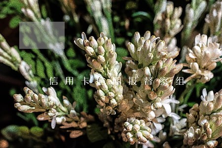 信用卡逾期报督察组 信用卡逾期报督察组