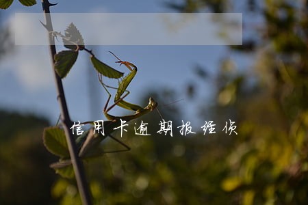 信用卡逾期报经侦 信用卡逾期报经侦