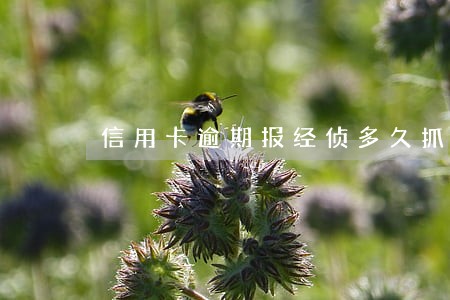 信用卡逾期报经侦多久抓人
