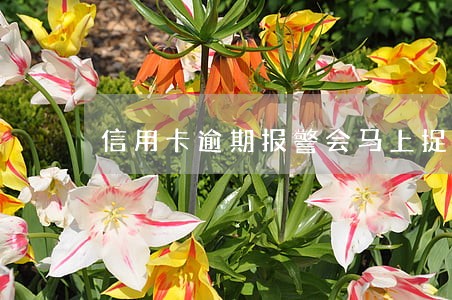信用卡逾期报警会马上捉人