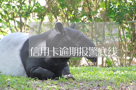 信用卡逾期报警底线 信用卡逾期报警底线