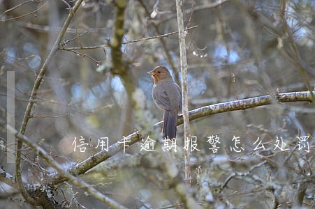 信用卡逾期报警怎么处罚