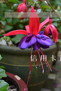 信用卡逾期报警立案标准 信用卡逾期报警立案标准