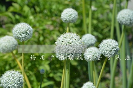 信用卡逾期抵押贷可以通过吗 信用卡逾期抵押贷可以通过吗
