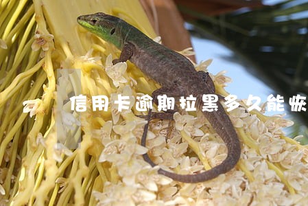 信用卡逾期拉黑多久能恢复 信用卡逾期拉黑多久能恢复