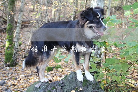 信用卡逾期拍卖资产