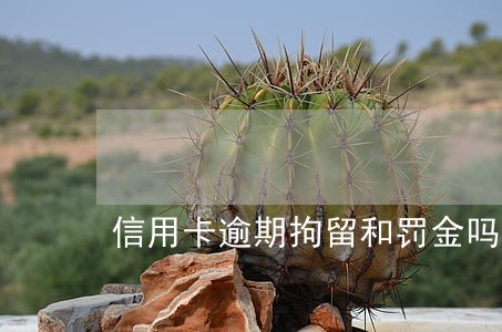 信用卡逾期拘留和罚金吗 信用卡逾期拘留和罚金吗