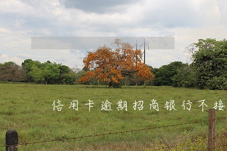 信用卡逾期招商银行不接听电话