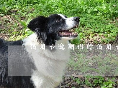 信用卡逾期招行信用卡可以办 信用卡逾期招行信用卡可以办