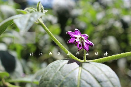 信用卡逾期拜访留条 信用卡逾期拜访留条