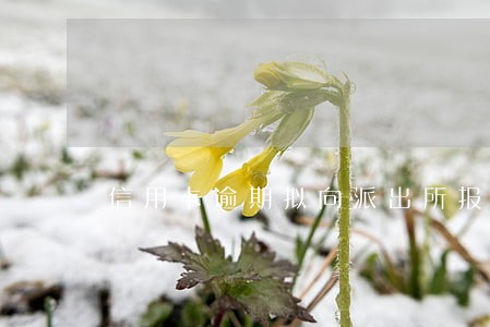信用卡逾期拟向派出所报案 信用卡逾期拟向派出所报案