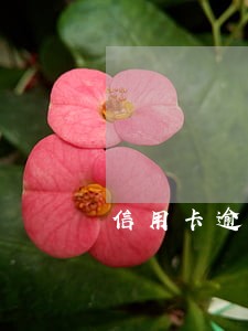信用卡逾期持卡人 信用卡逾期持卡人