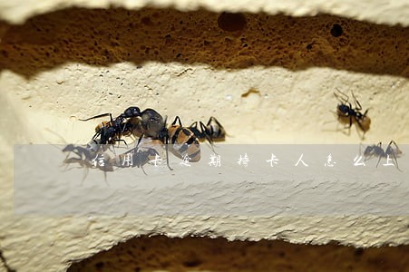 信用卡逾期持卡人怎么上岸