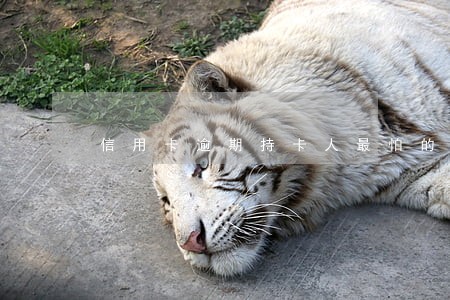 信用卡逾期持卡人最怕的施压点 信用卡逾期持卡人最怕的施压点