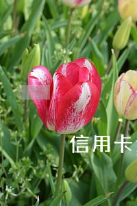 信用卡逾期持卡人有哪些权益 信用卡逾期持卡人有哪些权益