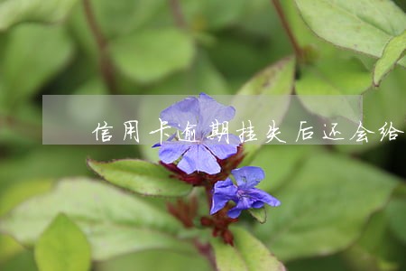 信用卡逾期挂失后还会给家人打电话吗 信用卡逾期挂失后还会给家人打电话吗