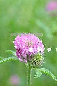 信用卡逾期挂网追逃 信用卡逾期挂网追逃