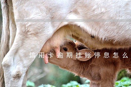 信用卡逾期挂账停息怎么办 信用卡逾期挂账停息怎么办