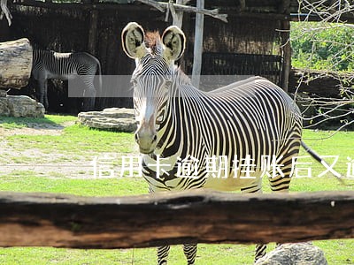 信用卡逾期挂账后又逾期了怎么办 信用卡逾期挂账后又逾期了怎么办