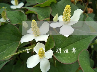 信用卡逾期挂靠 信用卡逾期挂靠