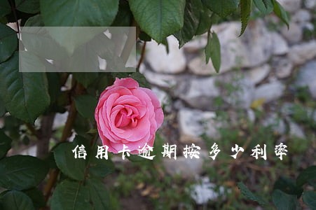 信用卡逾期按多少利率 信用卡逾期按多少利率