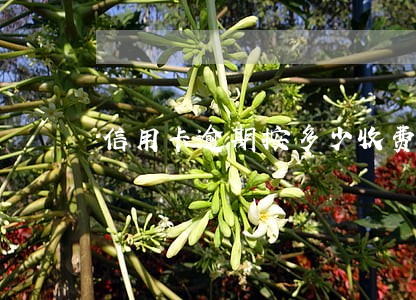 信用卡逾期按多少收费