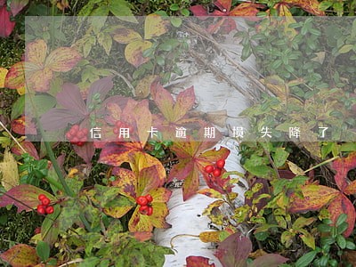 信用卡逾期损失降了 信用卡逾期损失降了