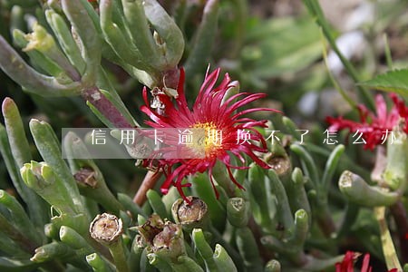 信用卡逾期换不了怎么办