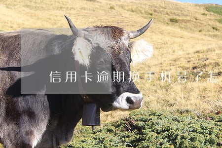 信用卡逾期换手机号了怎么办 信用卡逾期换手机号了怎么办