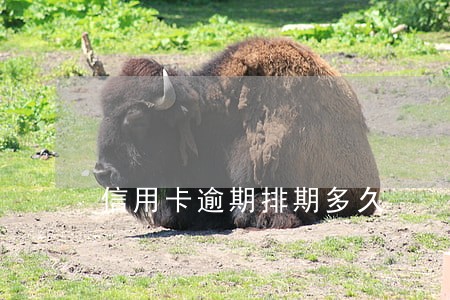 信用卡逾期排期多久