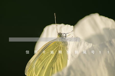 信用卡逾期接到尾号110电话