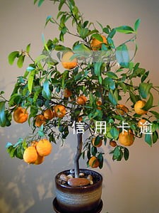 信用卡逾期接到法务部 信用卡逾期接到法务部