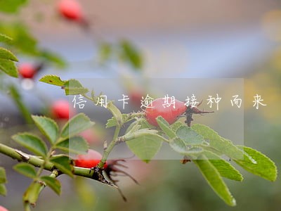 信用卡逾期接种而来 信用卡逾期接种而来
