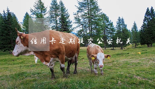 信用卡逾期提交公安机关 信用卡逾期提交公安机关