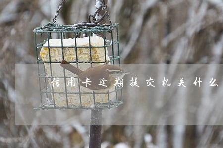 信用卡逾期提交机关什么意思 信用卡逾期提交机关什么意思